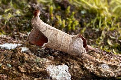 <i>Clostera curtula</i>