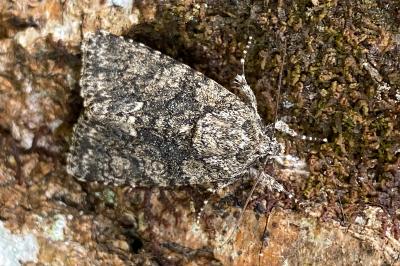 <i>Acronicta rumicis</i>