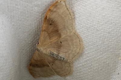 <i>Idaea degeneraria</i>