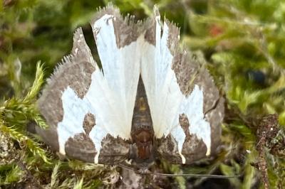 <i>Lomaspilis marginata</i>