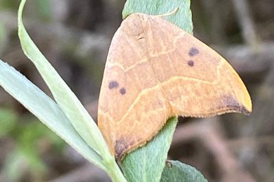 <i>Watsonalla binaria</i>