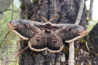 <i>Saturnia pyri</i>