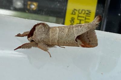 <i>Clostera curtula</i>