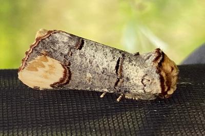<i>Phalera bucephala</i>