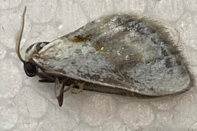 <i>Cilix glaucata</i>