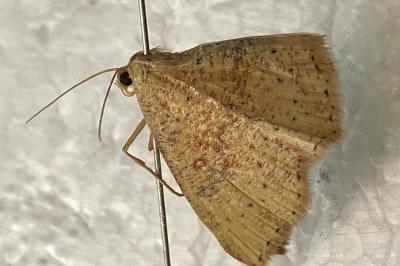 <i>Cyclophora porata</i>