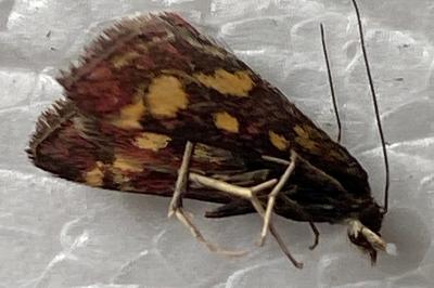 <i>Pyrausta purpuralis</i>