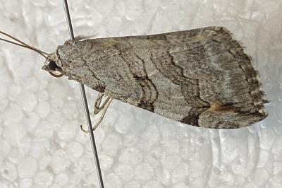 <i>Aplocera plagiata</i>