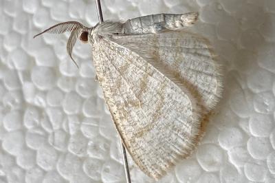 <i>Cabera exanthemata</i>
