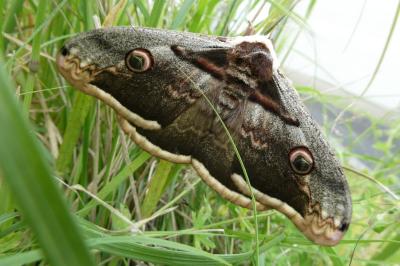 <i>Saturnia pyri</i>