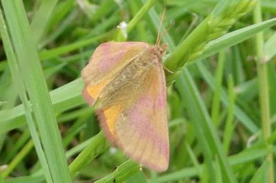 <i>Lythria purpuraria</i>