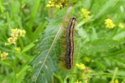 <i>Malacosoma neustria</i>