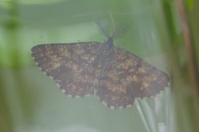 <i>Ematurga atomaria</i>