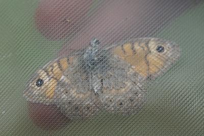 <i>Lasiommata megera</i>