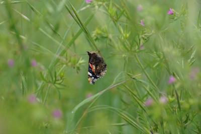 <i>Vanessa atalanta</i>