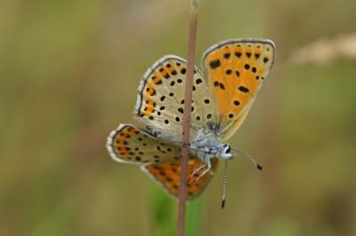 <i>Lycaena tityrus</i>