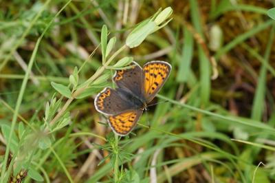 <i>Lycaena tityrus</i>