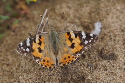 <i>Vanessa cardui</i>