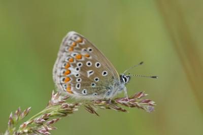 <i>Polyommatus icarus</i>