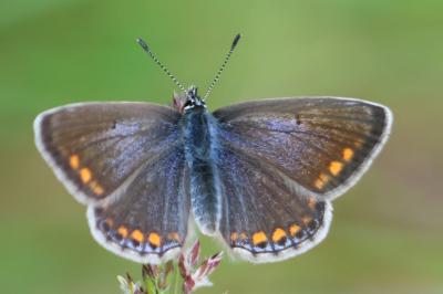 <i>Polyommatus icarus</i>