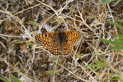 <i>Melitaea cinxia</i>