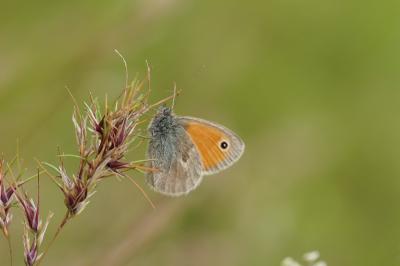 <i>Coenonympha pamphilus</i>
