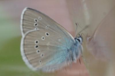 <i>Cyaniris semiargus</i>