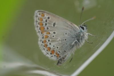 <i>Aricia agestis</i>