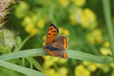 <i>Lycaena phlaeas</i>