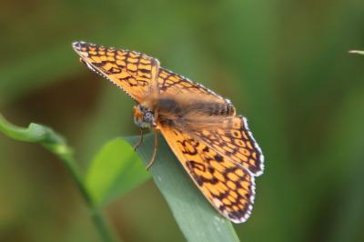 <i>Melitaea cinxia</i>