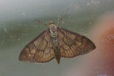 <i>Anania verbascalis</i>