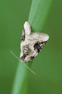 <i>Pseudeustrotia candidula</i>