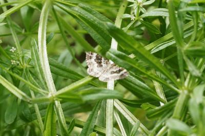 <i>Epirrhoe alternata</i>