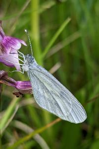 <i>Leptidea sinapis</i>
