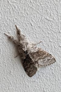 <i>Calliteara pudibunda</i>