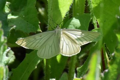 <i>Siona lineata</i>