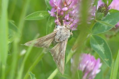 <i>Autographa gamma</i>