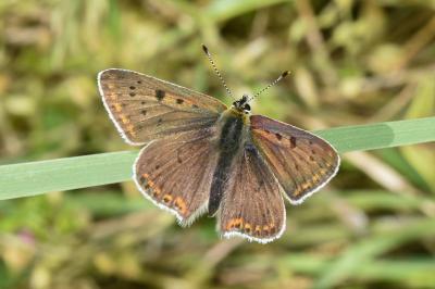 <i>Lycaena tityrus</i>