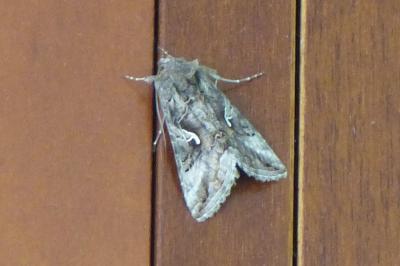 <i>Autographa gamma</i>