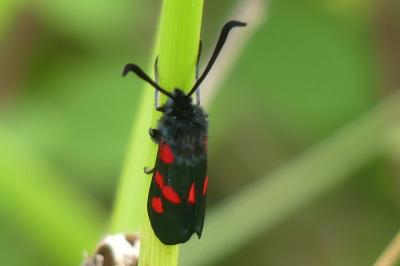 <i>Zygaena trifolii</i>
