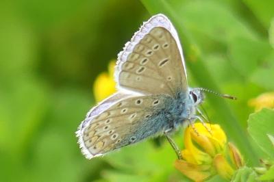 <i>Polyommatus icarus</i>