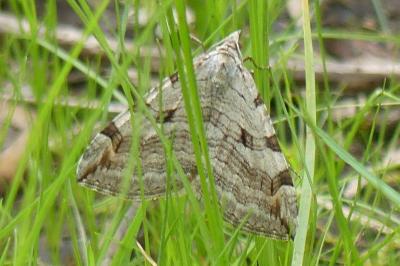 <i>Aplocera plagiata</i>