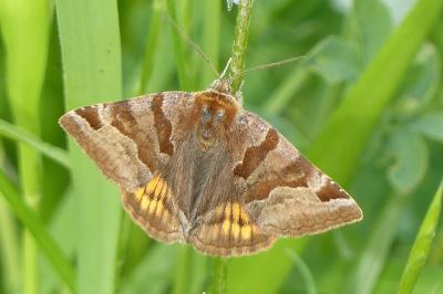 <i>Euclidia glyphica</i>