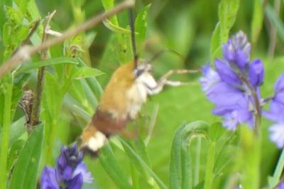 <i>Hemaris fuciformis</i>