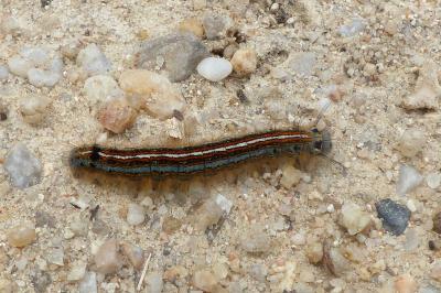 <i>Malacosoma neustria</i>