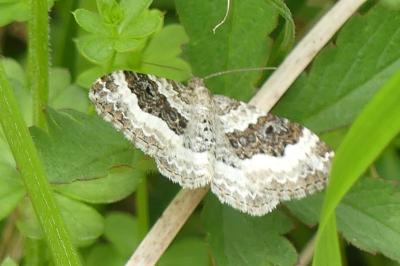 <i>Epirrhoe alternata</i>