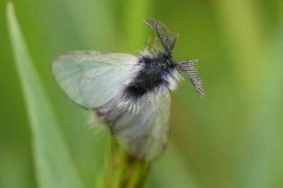 <i>Ptilocephala albida</i>