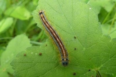 <i>Malacosoma neustria</i>