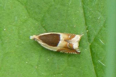 <i>Ancylis badiana</i>