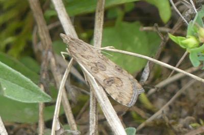 <i>Nomophila noctuella</i>